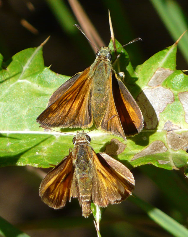 Ochlodes venatus m e f?